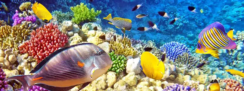 Pulau Ayu