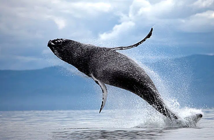 photo 3 Alaskan Dream