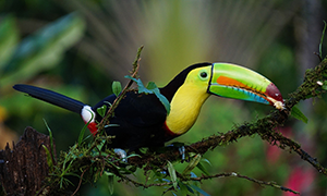 Image de Costa Rica
