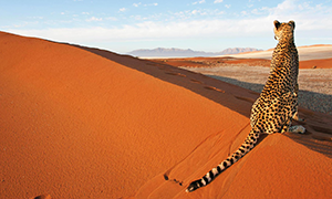 Image de Namibie
